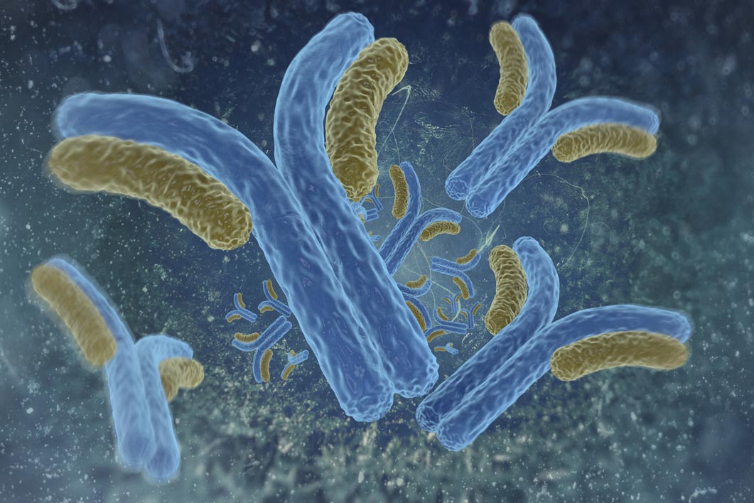 Interleukin 4 (human) Monoclonal Antibody - clone 38