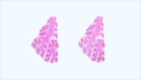 Frozen Tissue Section - Human Adult Normal: Epididymis