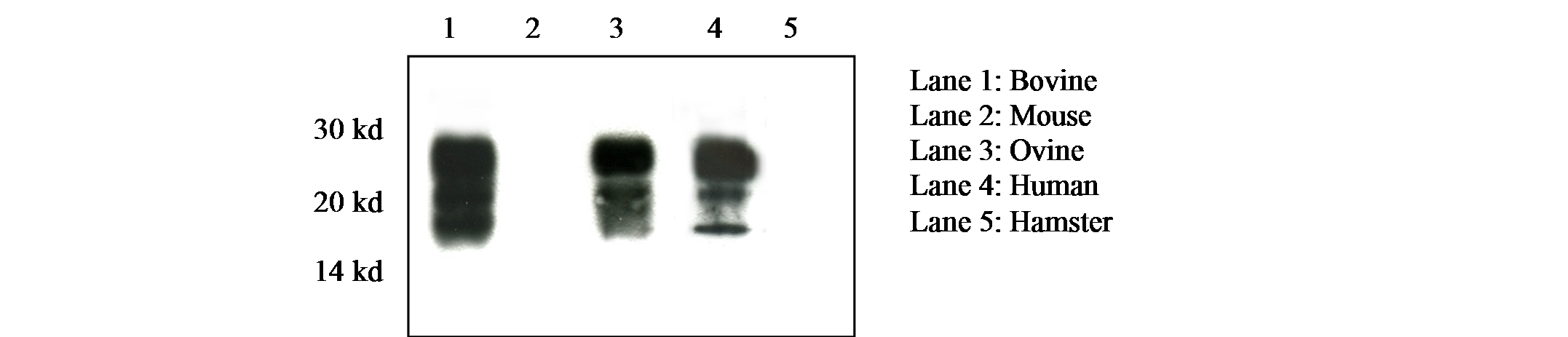 Prion Protein Monoclonal Antibody - 12F10