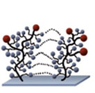 2D-functionalized Glass Slides